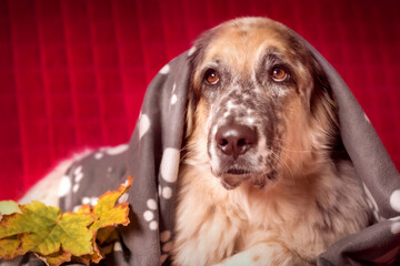 Big Dog under the Blanket and autumn leafs
