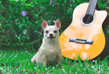 happy brown short hair chihuahua dog sitting on green grass with acoustic  guitar in the garden.