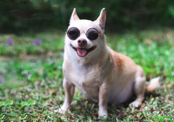 rown chihuahua dog wearing sunglasses sitting  on  green grass in the garden.