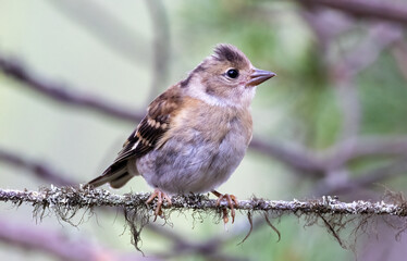 Brambling