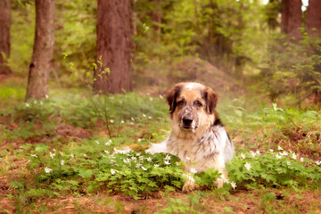 Big dog lying in white flowers