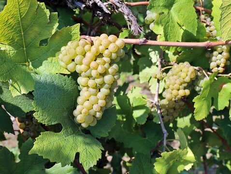 Ripe Pinot Blanc grape hanging on vine just before the harvest.