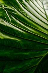 Monstera