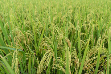 Green Terraced Rice Field. rice is growing in the field background