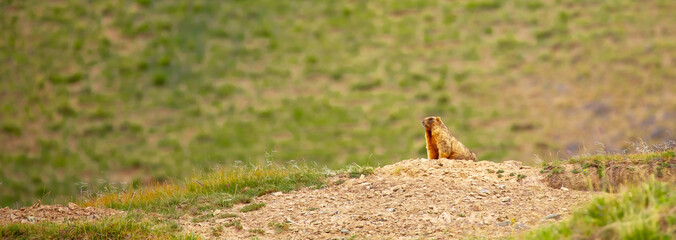 The marmot sits in the grass in the mountains, looks to the side, as if reading your text, studying, showing curiosity, interest. Copy space with place for text. Landscape with wild animals.