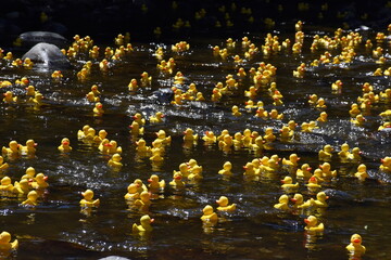Viele Quietscheentchen auf dem Wasser