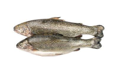 Raw trout isolated. Fresh cutthroat, steelhead fish, whole rainbow trout, trutta, fario, Oncorhynchus mykiss, freshwater trouts on white background