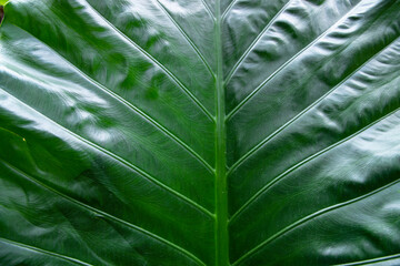 Green Alocasia or Elephant ear Natural Texture background
