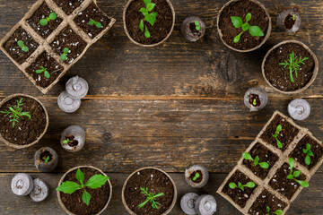 Potted flower seedlings growing in biodegradable peat moss pots. Zero waste, recycling, plastic free gardening concept. Transplanting seedlings top view mock up. - obrazy, fototapety, plakaty