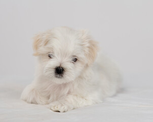 Maltese puppy sitting on a white bed and looking at the camera