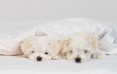 A group of cute little Maltese puppies lying on a white bed under a warm blanket