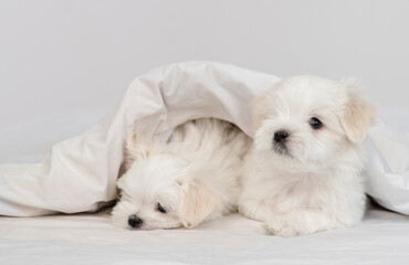 A group of cute little Maltese puppies lying on a white bed under a warm blanket