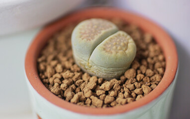 Lithops, Genus of succulent plants