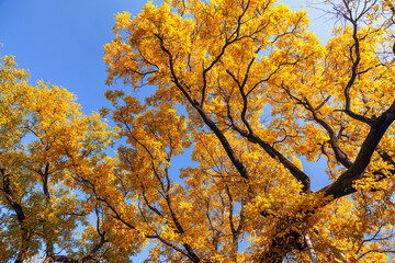 The leaves of the ginkgo trees turn yellow and fall in autumn