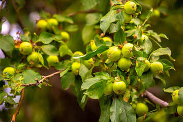 Harvest of apples on a plantation in the garden. Fruit trees with apples. Ripe fruits on the branches of a tree. Gardening in agriculture.