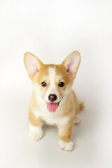 Cute Puppy Corgi Pembroke on a white background