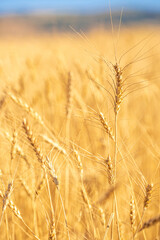 Wheat field against the blue sky. Grain farming, ears of wheat close-up. Agriculture, growing food products.