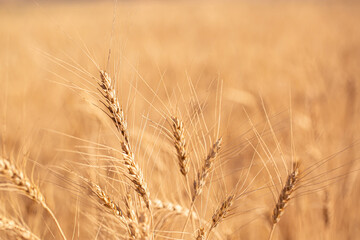 Wheat field on a sunny day. Grain farming, ears of wheat close-up. Agriculture, growing food...