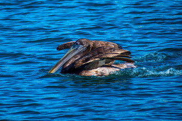 Fototapeta premium A group of Pelicans in Puerto Penasco, Mexico