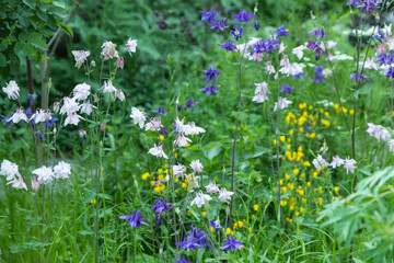Fototapeta premium Beautiful columbine or aquilegia flowers of blue and white color. close up