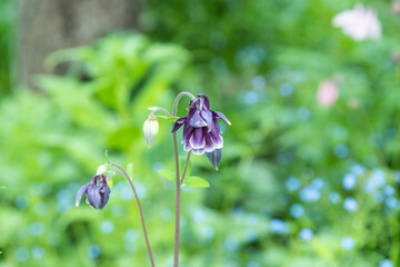 Beautiful columbine or aquilegia purple  flowers. close up