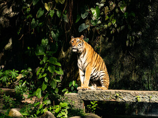 Fototapeta na wymiar tiger or tigress close up or portrait with eye contact in Jungle summer season.