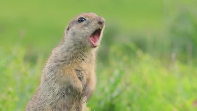 Mountain Caucasian ground squirrel or Elbrus ground squirrel (Spermophilus musicus) is a rodent of the genus of ground squirrels.