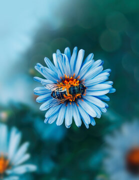 Macro of a hoverfly insect on a blue winter aster flower. Dreamy focus, shallow depth of field, soft and blurred elements in the foreground. Bokeh bubbles in the back