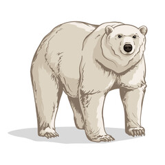 Vector illustration of a polar bear. Polar bear isolated on a white background.