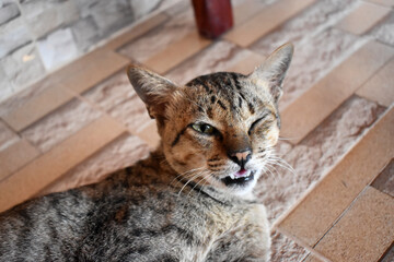 Naklejka na ściany i meble Close-up of a cat closing one eye and one eye open, lying on the floor.