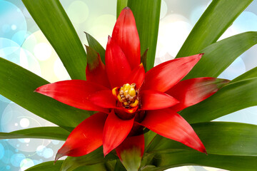 Close-up of a natural beautiful red bromeliads blossom over abstract light blue yellow background. (Guzmania ligulata). Macro. Card concept.