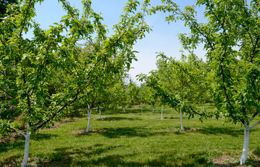 Young trees in a green garden