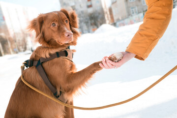 Toller puppy dog paw in human hand outdoors  in winter city