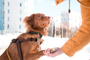 Toller dog paw in human hand outdoors  in winter city