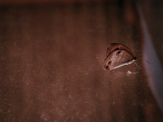 Butterfly brown