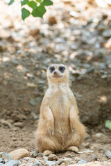 ミーアキャット