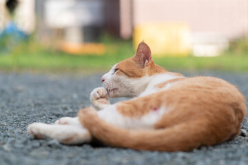 くつろぐ猫　茶トラ白