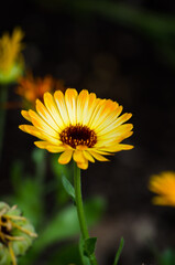 Calendula