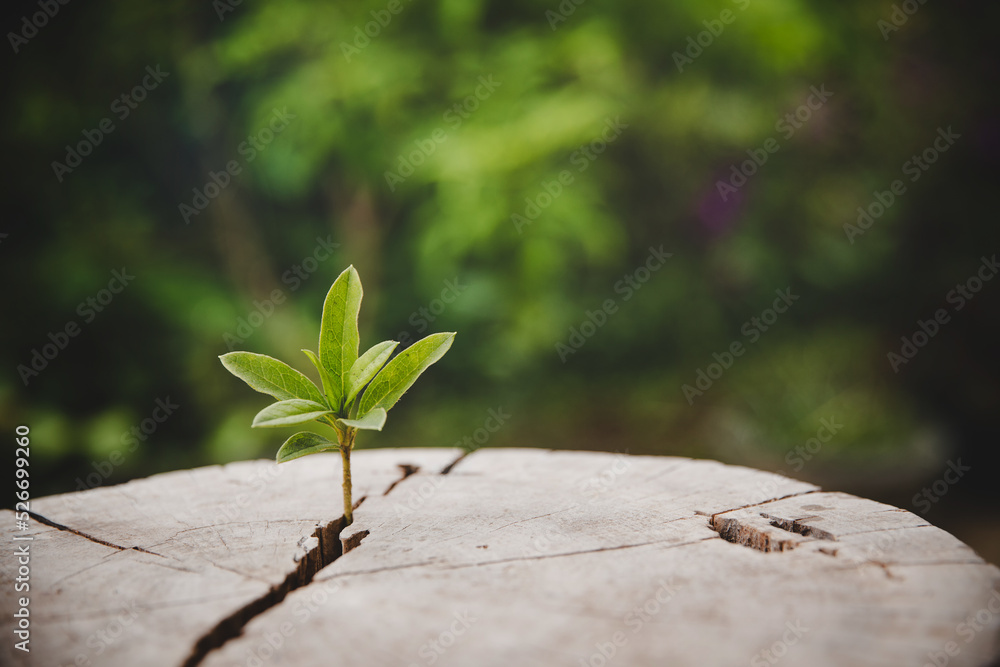 Wall mural Closeup tree new life growth ring. Strong green plant leaf growing on old wood stump. Hope for a new life in future natural environment, renewal with business development and eco symbolic concept.