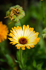 Calendula
