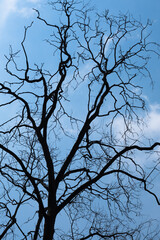 dried tree and branches. blue sky background.