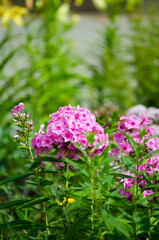 Fototapeta premium Pink Phlox