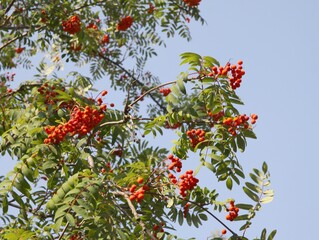 rowan tree with clusters of red berries 