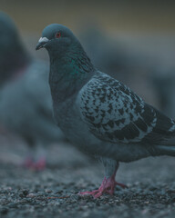 Feral pigeon, Bergen, Norway