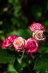 Roses