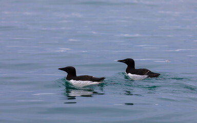 Two Guillemot or Thick-Billed Murre swimming the in the arctic ocean. Animal behavior in the Arctic. Svalbard, Norway