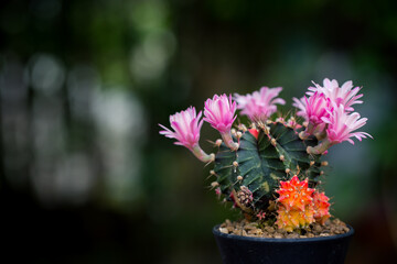 macro of cactus flower for decorate home. Image has shallow depth of field. Gymnocalycium LB2178.