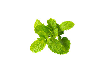Thai fresh mint leaves for add on topping food. leaf tree isolated on white. Fragrant mint combination of toothpaste spearmint or peppermint.