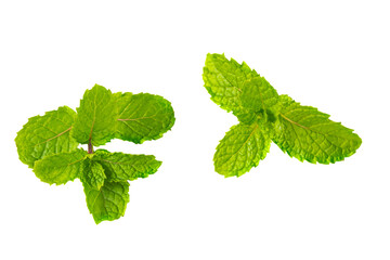 Naklejka na ściany i meble Thai fresh mint leaves for add on topping food. leaf tree isolated on white. Fragrant mint combination of toothpaste spearmint or peppermint.