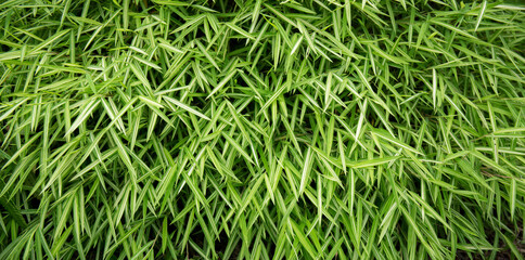 Green bamboo leafs for wallpaper background. Bamboo backdrop sign for peaceful or design of culture China and Japan.
